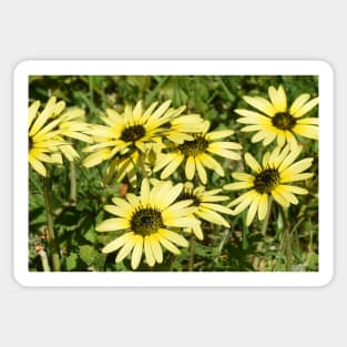 Yellow Daisy Flowers Sticker